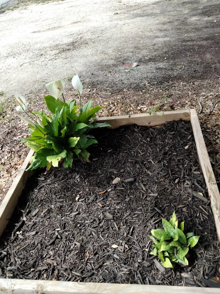 Expert yard maintenance in Auburndale, FL - Trevino's Lawn care