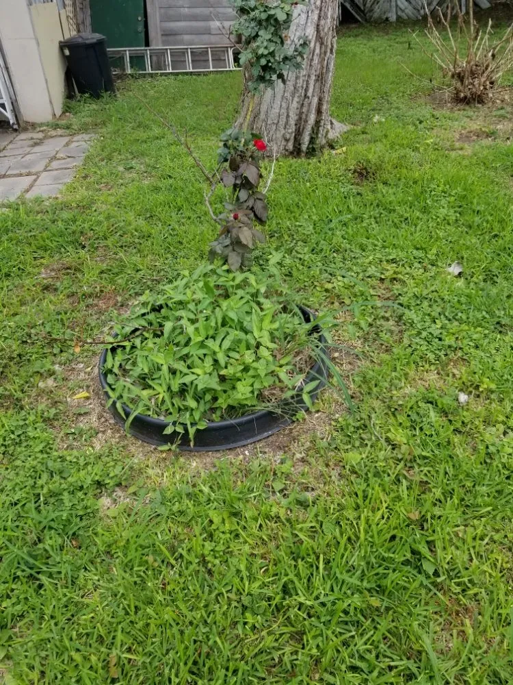 Affordable landscape installation in Portland, TX by Trevor’s Lawn Care