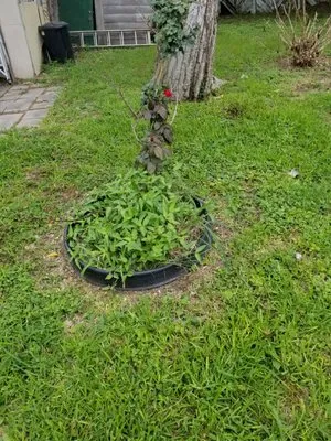 Trevor’s Lawn Care