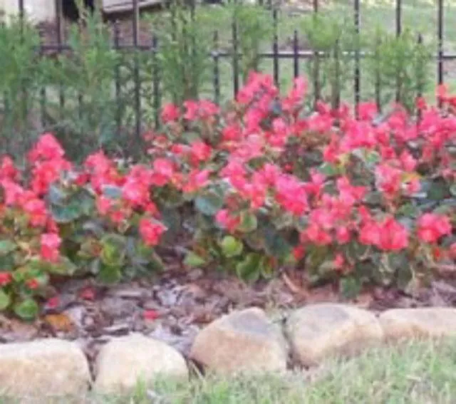 Professional outdoor landscaping in Macon, GA - Trey's Lawn Service