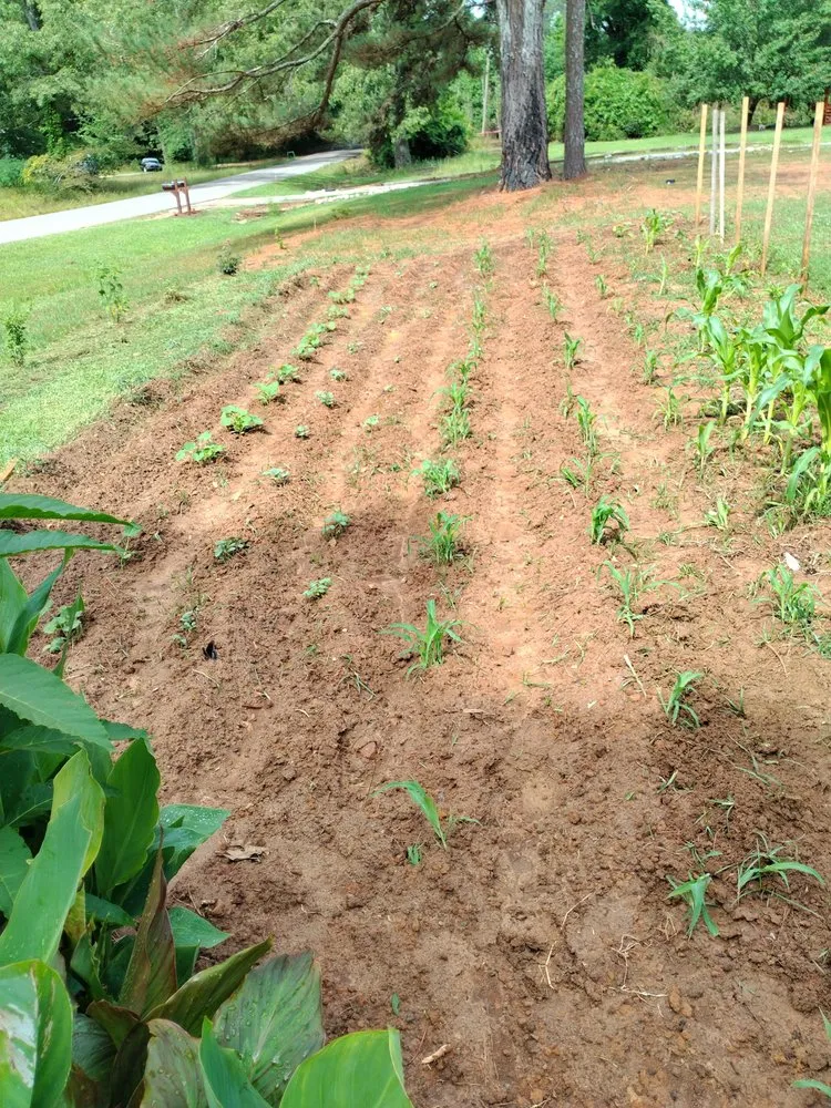 Trusted garden landscaping in Carthage, MS - Treys Pressure Washing