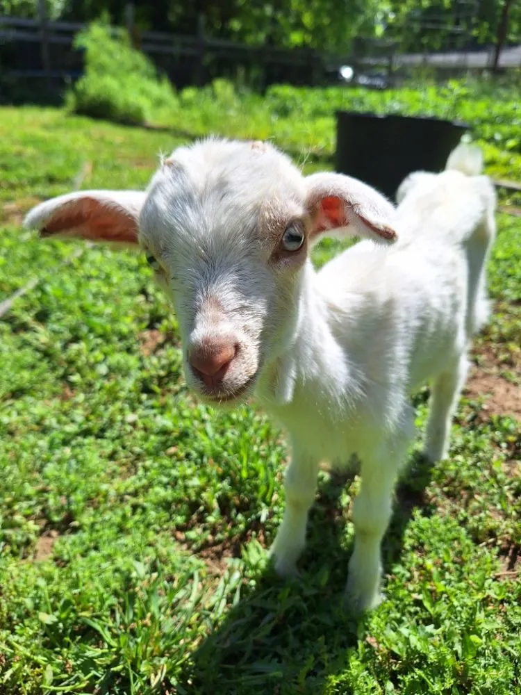 Reliable yard maintenance experts serving Salisbury, NC - Tri-Acre Farm & Co