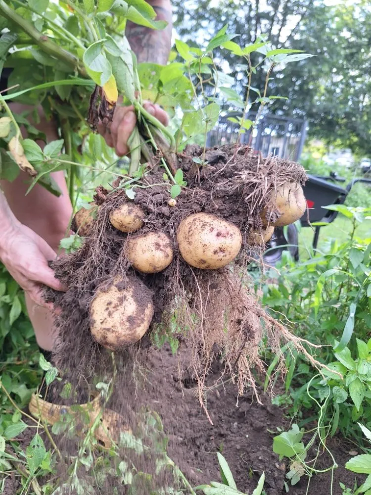 Local residential landscaping in Salisbury, NC by Tri-Acre Farm & Co