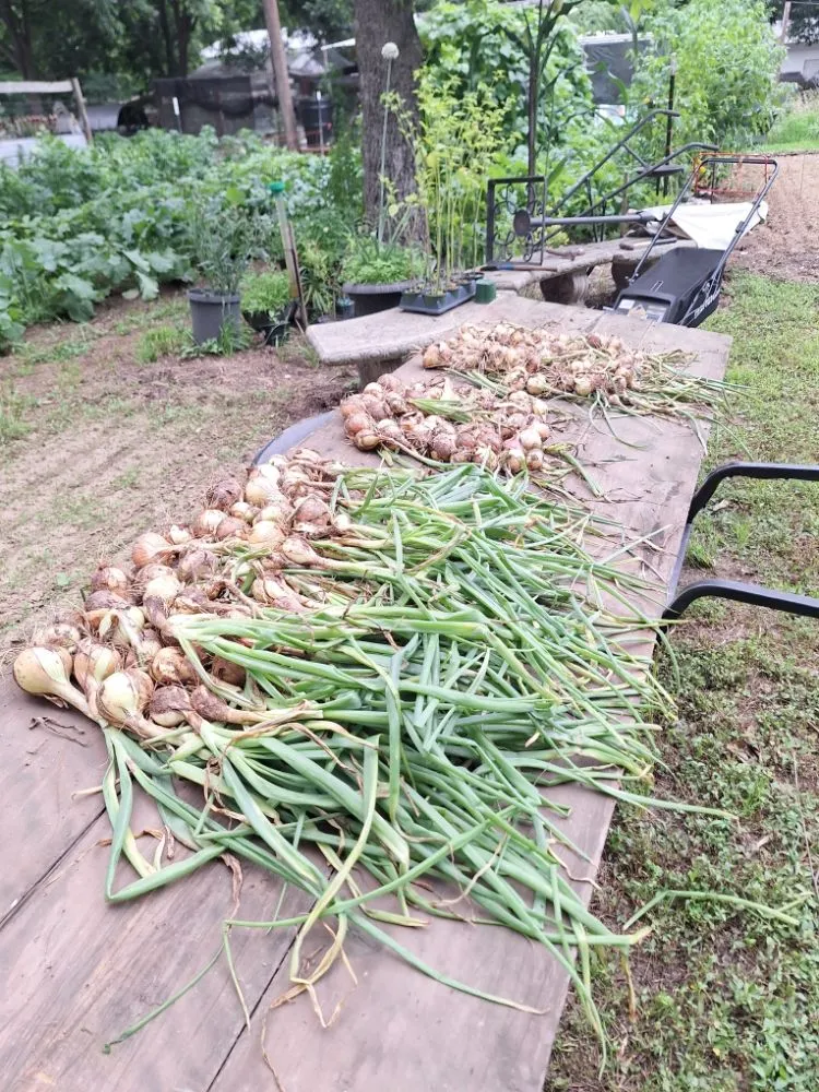 Top-rated landscape installation experts serving Salisbury, NC - Tri-Acre Farm & Co