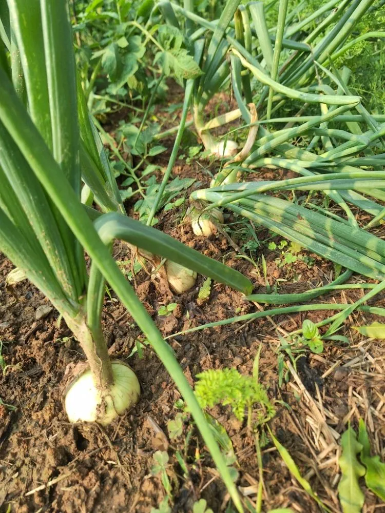 Trusted landscaping services for beautiful yards across Salisbury, NC - Tri-Acre Farm & Co