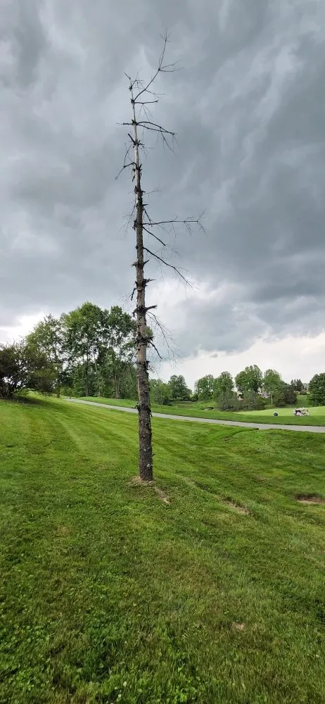 Expert landscape design experts serving Bristol, VA - Tri-Cities Property Solutions