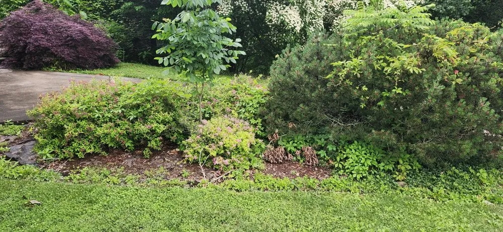 Local landscaping services for homes in Bristol, VA by Tri-Cities Property Solutions