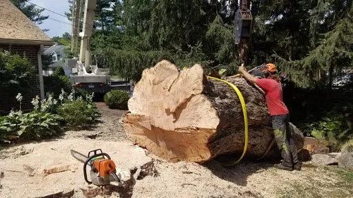 Expert lawn care service for residential properties in Kingsport, TN by Tri-Cities Tree Service