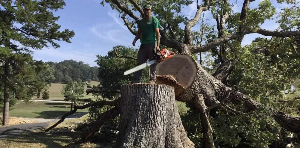 Top-rated lawn mowing service for beautiful yards across Telford, TN - Tri Cities Tree Service