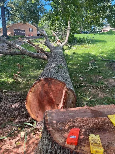 Top-rated yard cleanup service near you across Telford, TN - Tri Cities Tree Service