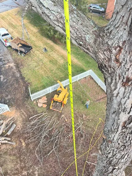 Professional landscape design for homes in Telford, TN by Tri Cities Tree Service