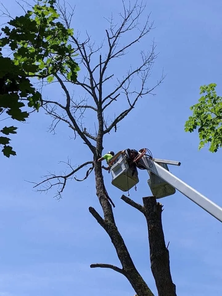 Top-rated landscaping services in Telford, TN by Tri Cities Tree Service
