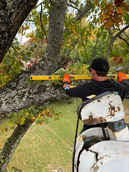 Trusted landscape design experts serving Telford, TN - Tri Cities Tree Service