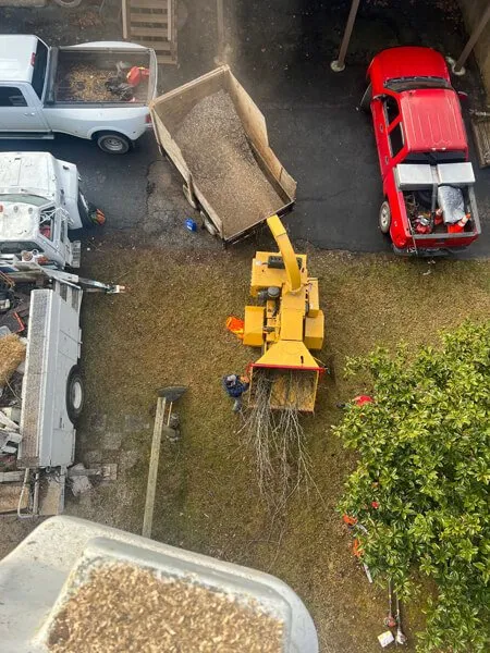 Affordable yard cleanup service in Telford, TN by Tri Cities Tree Service