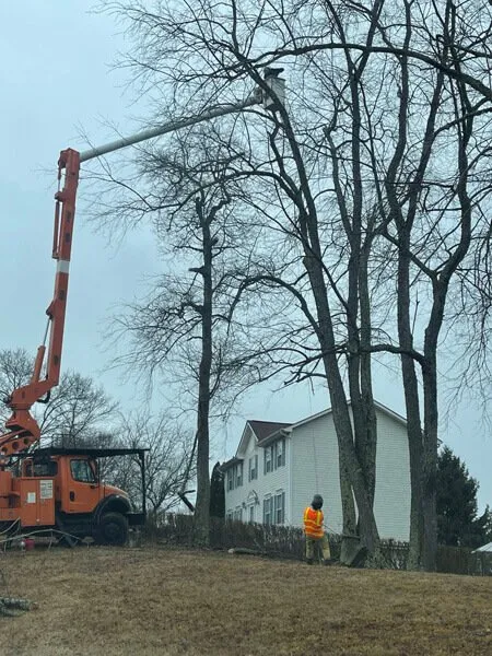 Trusted yard maintenance in Telford, TN by Tri Cities Tree Service