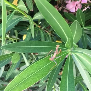 Custom garden landscaping experts serving Fremont, CA - Tri-City Lawn and Garden Service