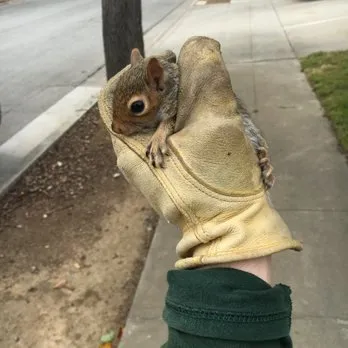 Professional landscape installation in Fremont, CA by Tri-City Lawn and Garden Service
