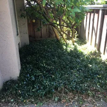 Expert landscape installation in Fremont, CA by Tri-City Lawn and Garden Service