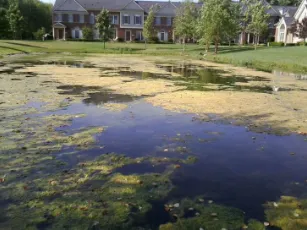 Expert lawn care service for homes across Washington, MI - Tri-County Aquatics