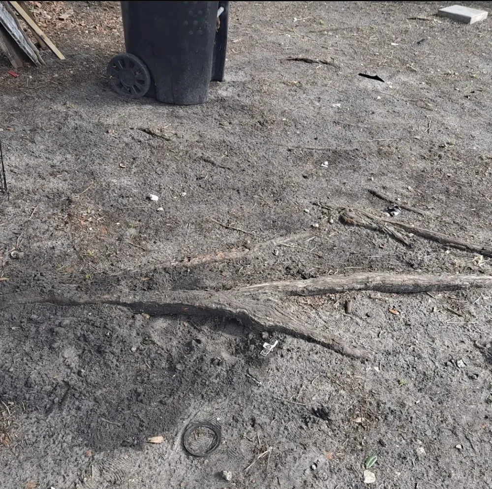 Top-rated yard cleanup service in Fort Lauderdale, FL by Tri county express lawn care