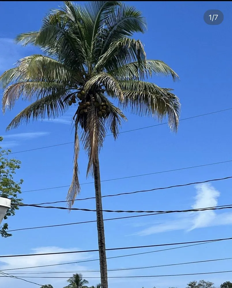 Local garden landscaping experts serving Fort Lauderdale, FL - Tri county express lawn care