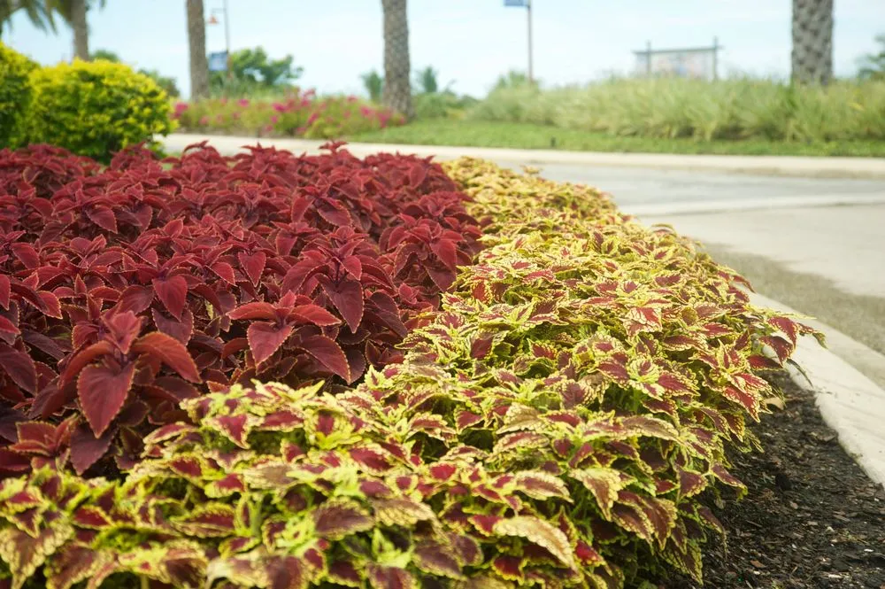 Reliable landscape design for beautiful yards in Cape Coral, FL by Tri-County Landscape Services