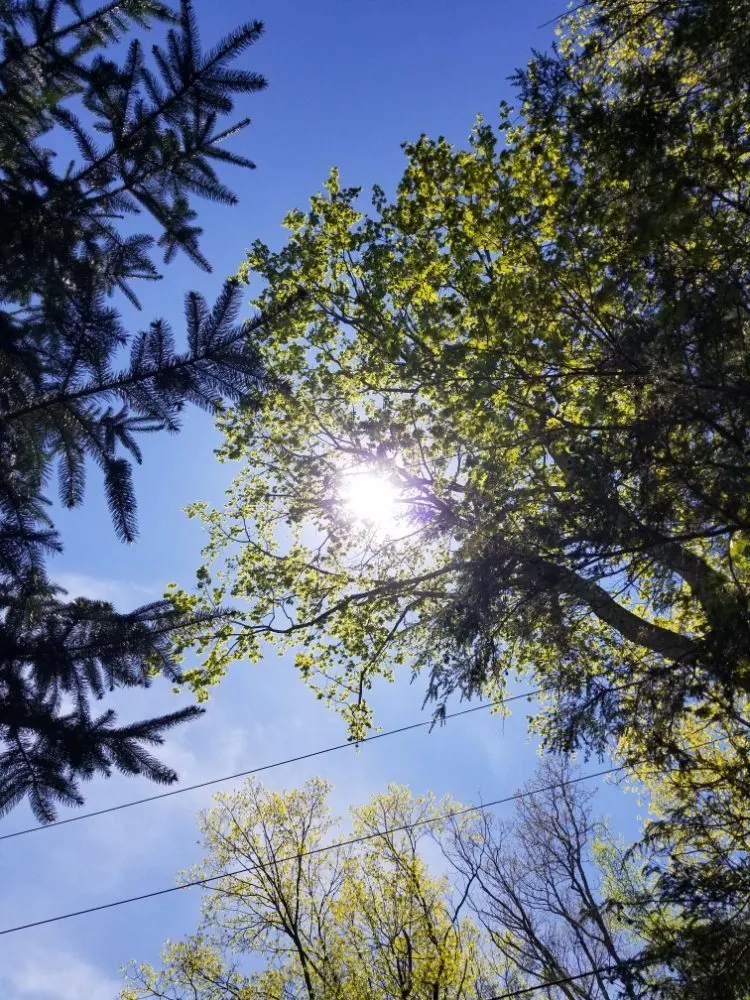Affordable yard cleanup service for year-round maintenance across Dover Plains, NY - Tri-County Lawn & Landscape