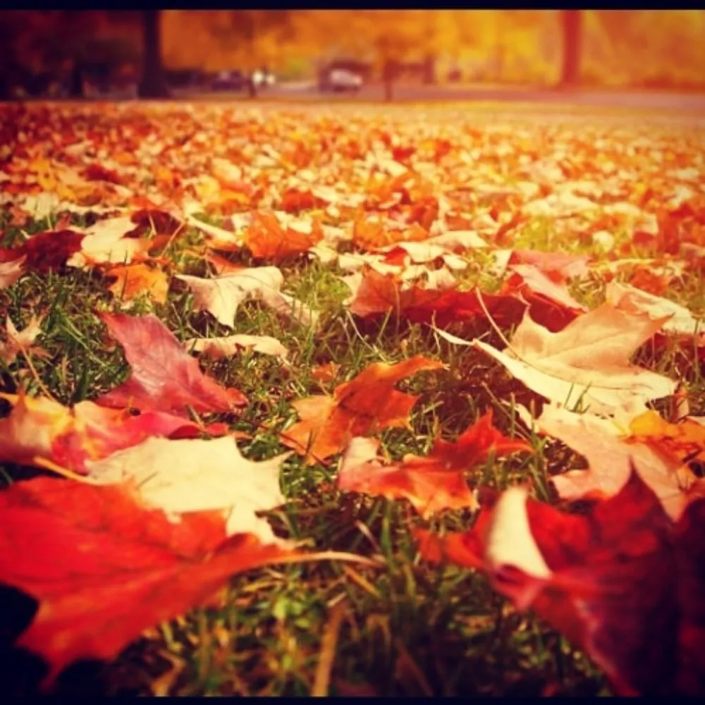 Expert yard cleanup service for year-round maintenance in Dover Plains, NY by Tri-County Lawn & Landscape