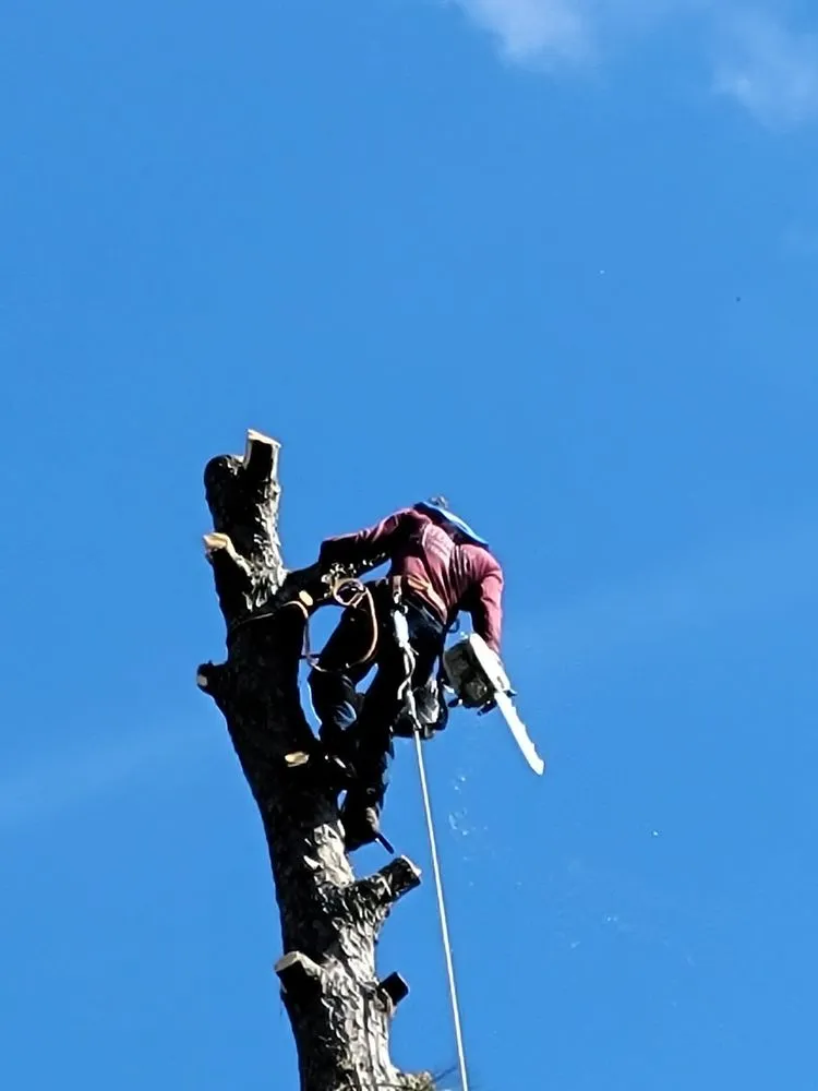 Reliable yard maintenance experts serving Brookshire, TX - Tri County Tree And Landscaping Service