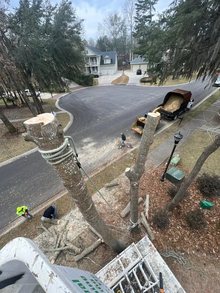 Trusted yard cleanup service for residential properties across Goose Creek, SC - Tri County Tree Care