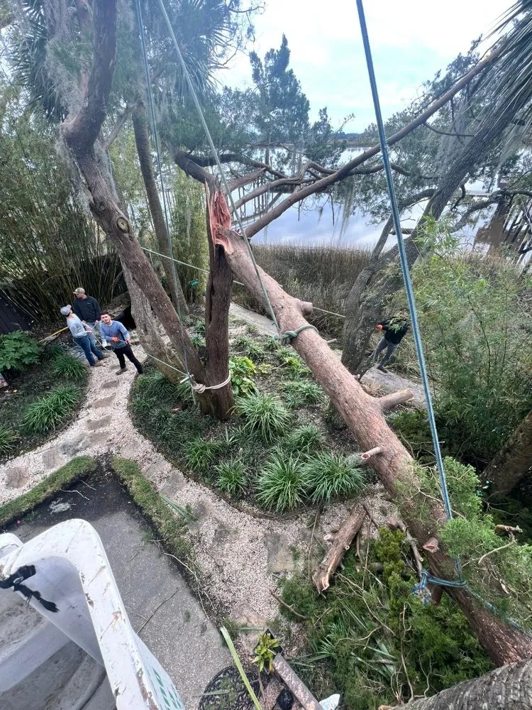 Professional yard cleanup service in Goose Creek, SC by Tri County Tree Care