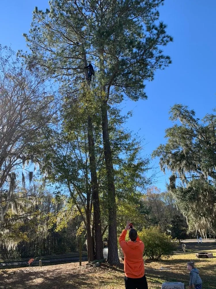 Reliable lawn mowing service experts serving Goose Creek, SC - Tri County Tree Care