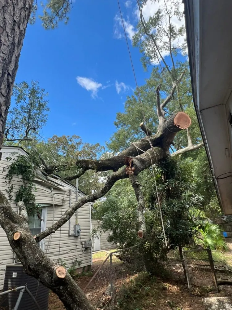 Local yard maintenance experts serving Goose Creek, SC - Tri County Tree Care