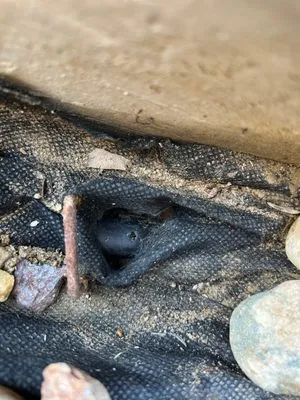 Tri-County Turf Logo