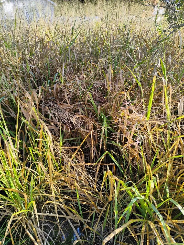 Reliable garden landscaping in Tampa, FL by Tri Green Lawncare