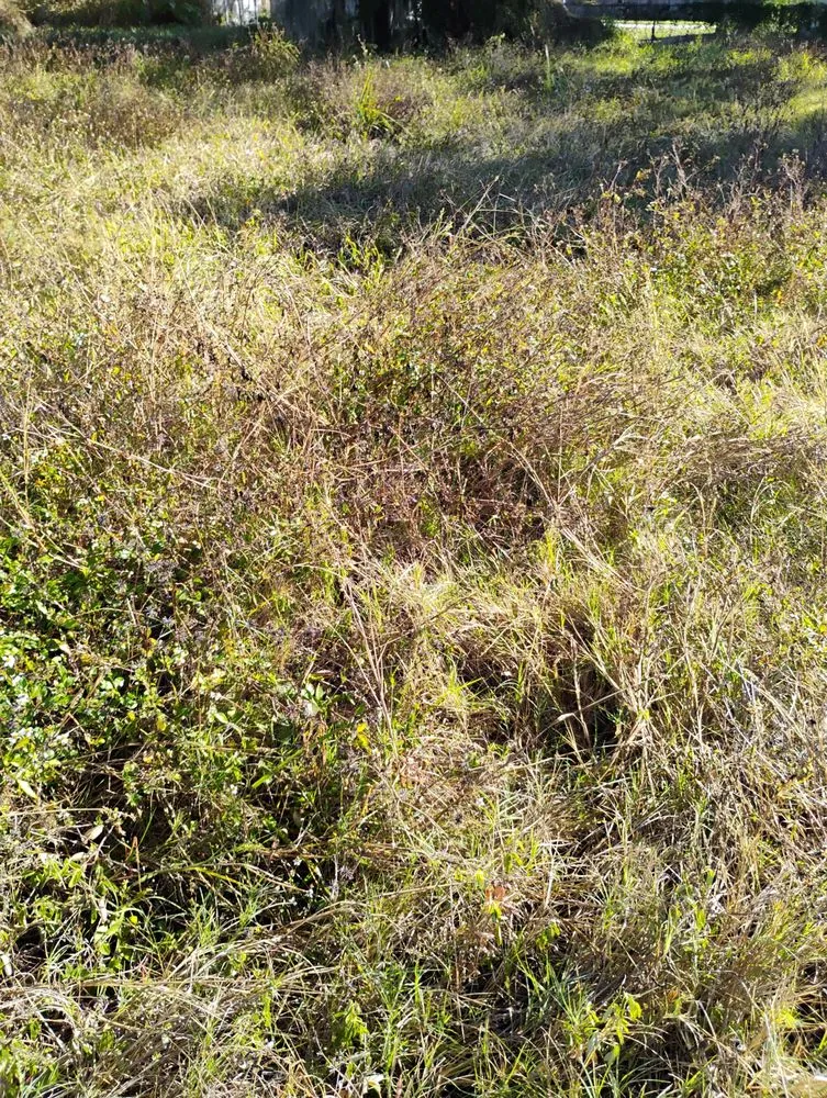 Custom yard maintenance in Tampa, FL - Tri Green Lawncare