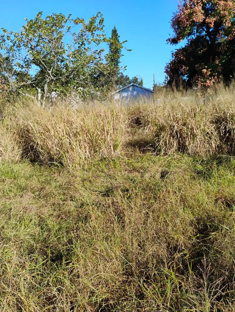 Custom garden landscaping near you across Tampa, FL - Tri Green Lawncare