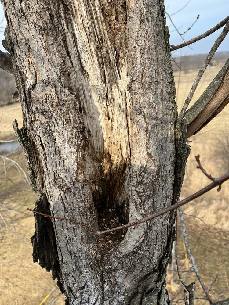 Reliable landscape design experts serving Hannibal, MO - Tri-State Forestry