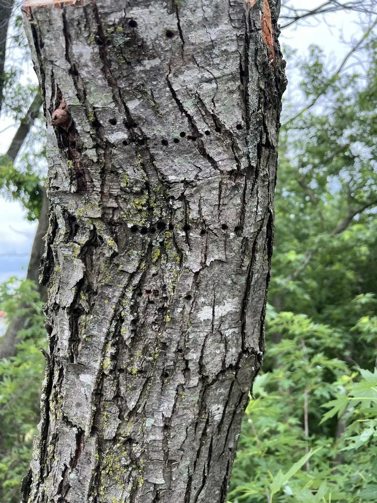 Local lawn mowing service experts serving Hannibal, MO - Tri-State Forestry