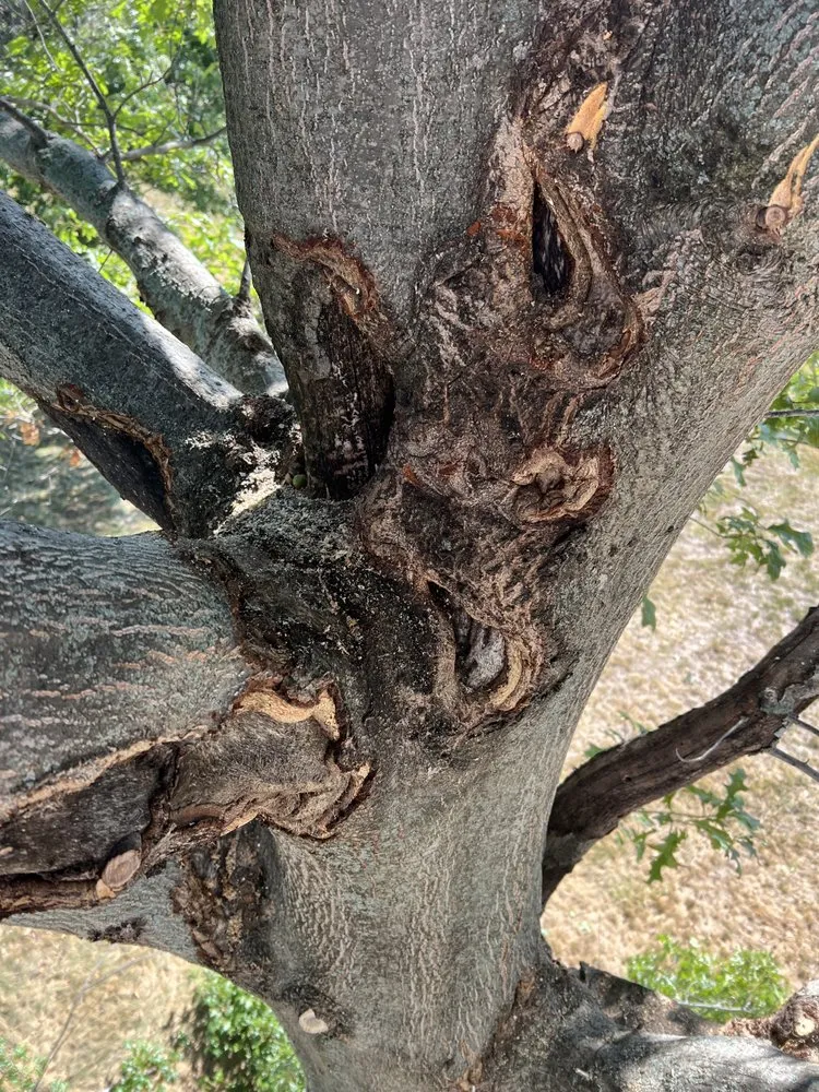 Local outdoor landscaping in Hannibal, MO by Tri-State Forestry