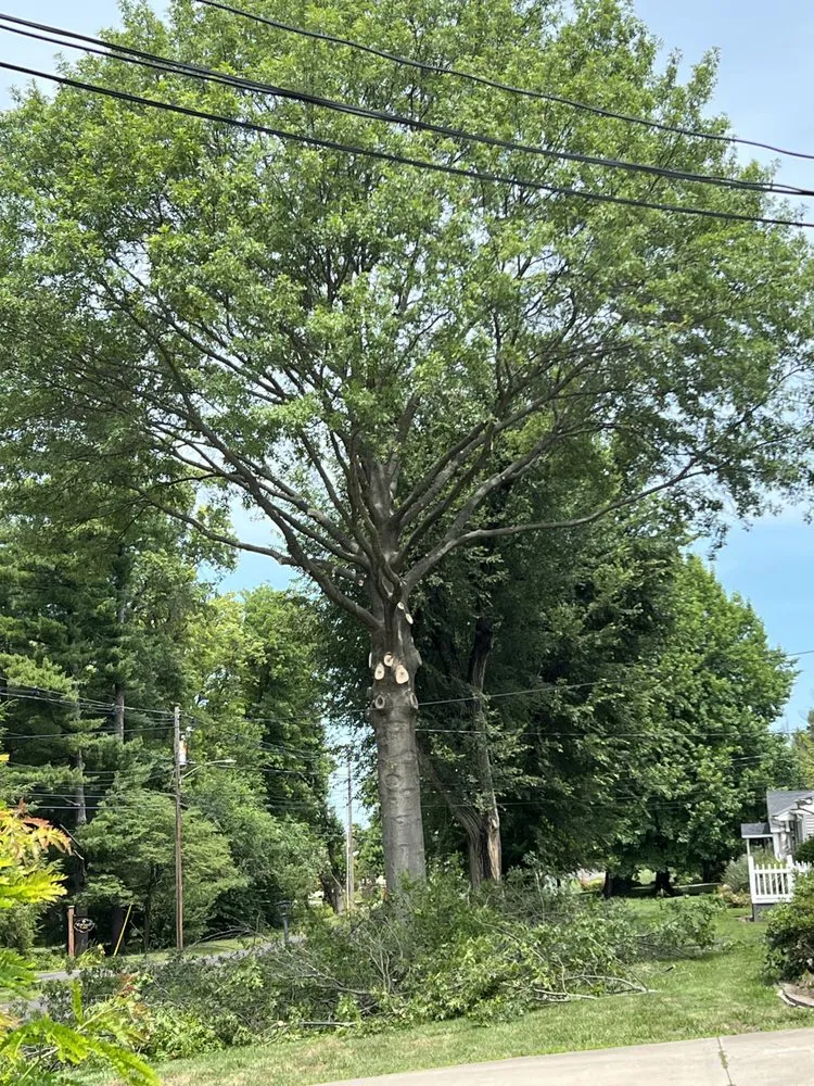 Top-rated outdoor landscaping with custom design across Hannibal, MO - Tri-State Forestry