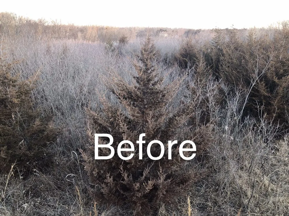 Expert lawn mowing service for year-round maintenance across Holt, MO - Tri-State Land Clearing