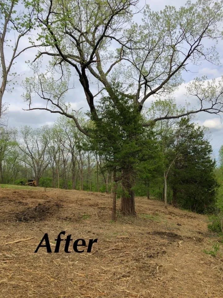 Reliable yard maintenance experts serving Holt, MO - Tri-State Land Clearing