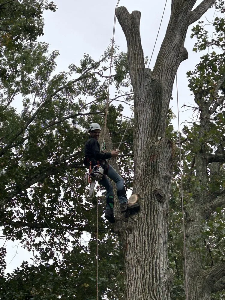 Affordable landscaping services in Coldwater, MI by Tri State Tree Services