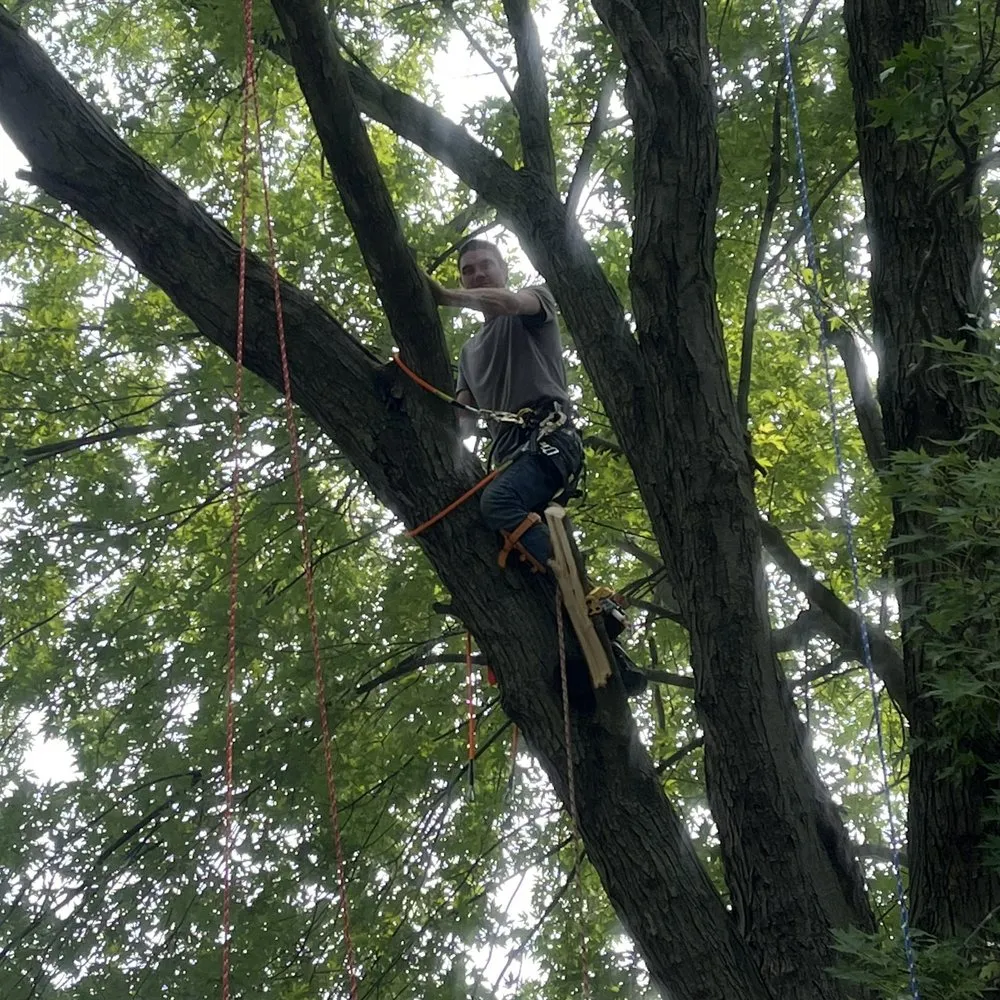 Trusted landscaping services in Coldwater, MI - Tri State Tree Services