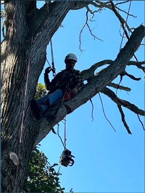 Affordable yard cleanup service with custom design across Coldwater, MI - Tri State Tree Services