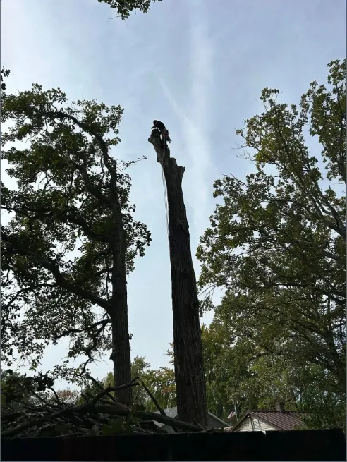 Local yard cleanup service in Coldwater, MI - Tri State Tree Services