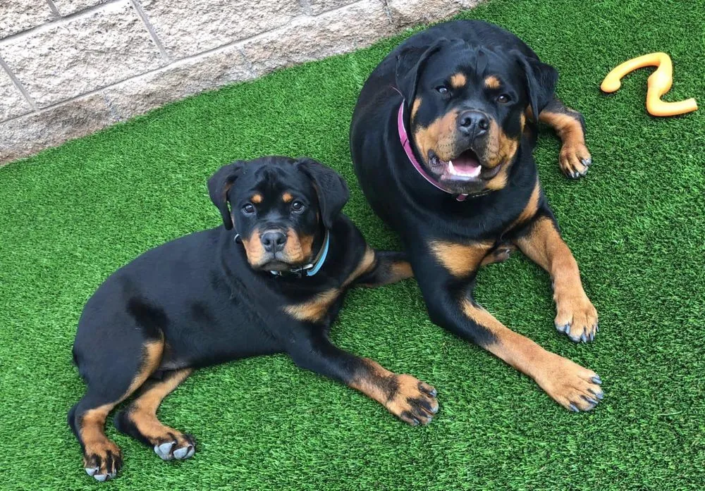 Reliable lawn mowing service for residential properties in Bullhead City, AZ by Tri State Turf