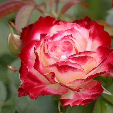 Trusted yard cleanup service in Livermore, CA by Tri-Valley Garden & Lawn Care