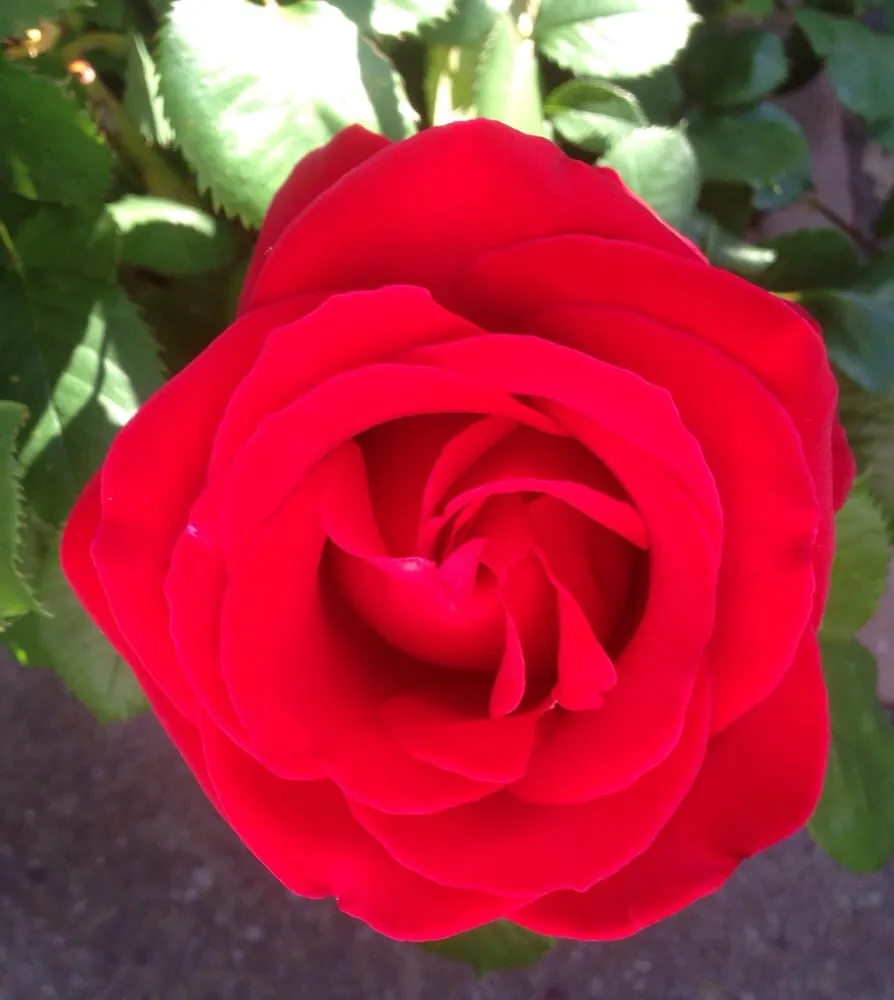 Expert lawn mowing service for year-round maintenance across Livermore, CA - Tri-Valley Garden & Lawn Care